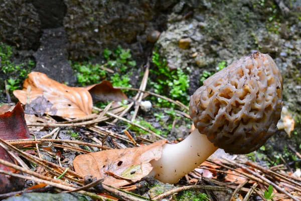 Morchella Conica Morillon Noir Dans Habitat Naturel Tige Partiellement Recouverte — Photo