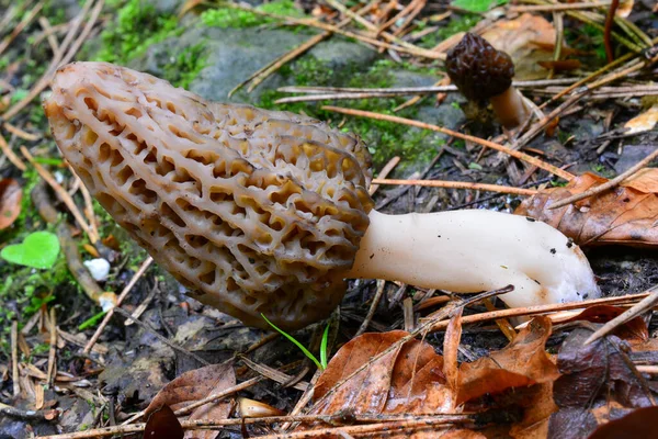 一个年轻的 漂亮的科奇拉蘑菇或黑色莫雷尔蘑菇样品在前景 对角线放置在图片上 和另一个萎缩的背景 — 图库照片