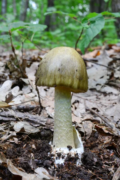 Mladá Zcela Vyvinutá Amanita Phalloides Nebo Deathcap Houba Tmavší Odrůda — Stock fotografie