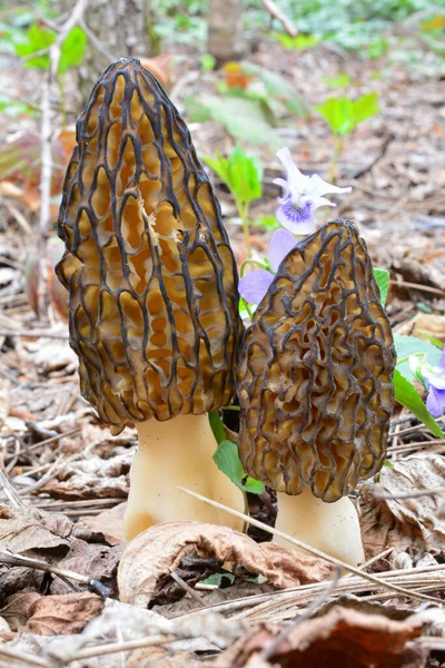 在早春季节生长的天然栖息地中 在春天的植被中 有两个美丽的金银花或黑毛菇标本肩并肩生长在一起 — 图库照片