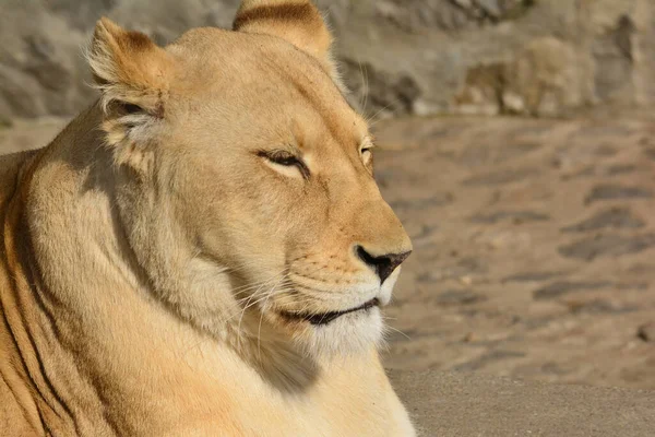 Büyük Sağlıklı Dişi Aslan Öğle Uykusu Için Hazır Kaya Toprağa — Stok fotoğraf