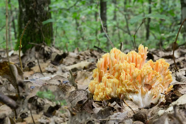 Ramaria Flava Golden Coral Fungus Natural Habitat Oak Forest Close — Stock Photo, Image