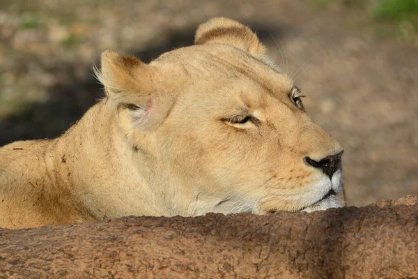 隐秘的 沉睡的狮子在大餐后黄金时段午睡 近距离观看 — 图库照片