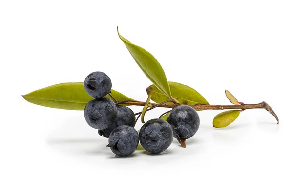 Mersin çilek ve üzerinde beyaz izole Şubesi