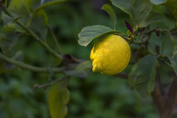 Limone giallo sull'albero — Foto Stock