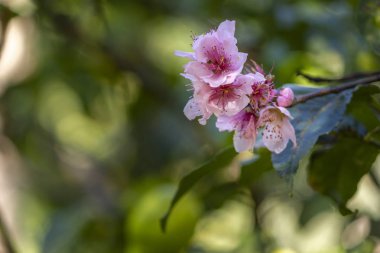 Nektarin açan çiçekler