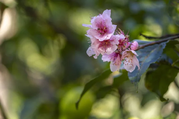 Nektarin açan çiçekler