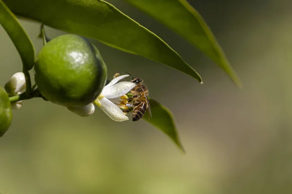 Biene auf der Blüte einer Mandarine — Stockfoto