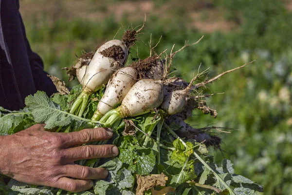 Organik şalgam topluyorum.