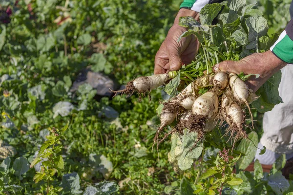 Organik şalgam hasat ediyorum.