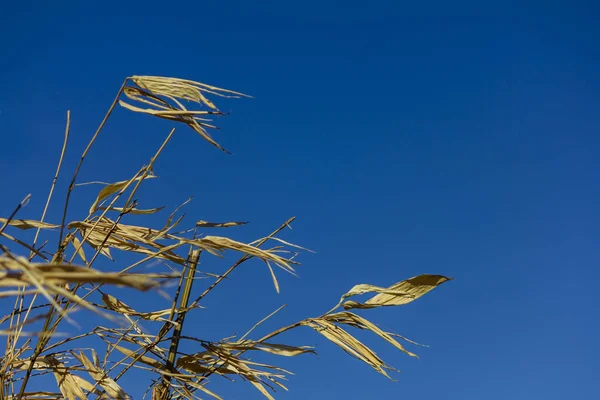 Sarı kuru bambu kamışları