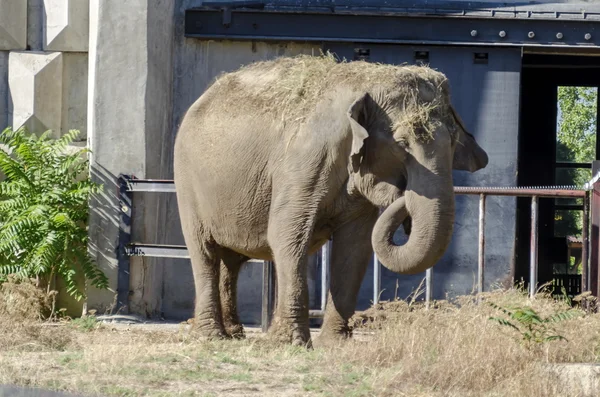 Refrigerador africano de elefante único no verão — Fotografia de Stock