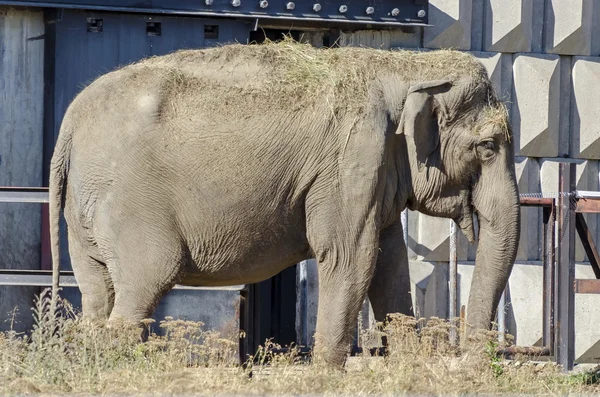 Refrigerador africano de elefante único no verão , — Fotografia de Stock