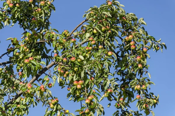 Almafa és a kertben gyümölcsök — Stock Fotó