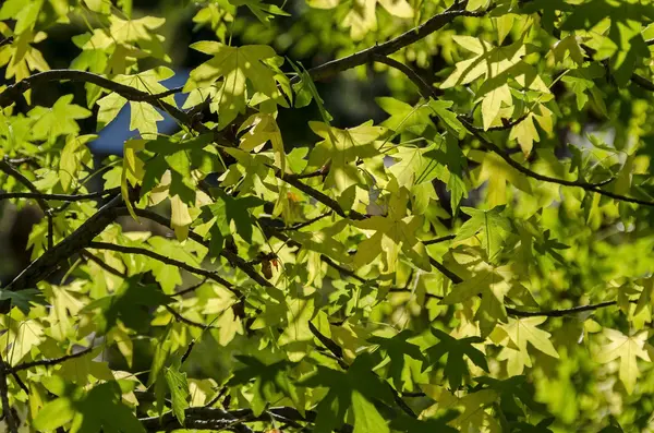 Гілка з листям світить на сонці — стокове фото