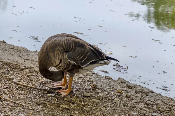 Single goose finish off  morning hygiene in shore lake — Stock Photo, Image
