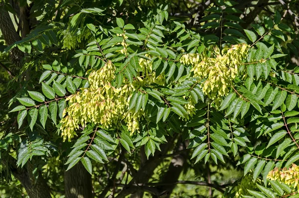 Listy a semena na strom nebe nebo Ailanthus altissima — Stock fotografie