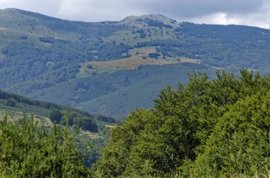 Güzellik görünümüyle önceden yaz yeni ormanda Vitosha mountain