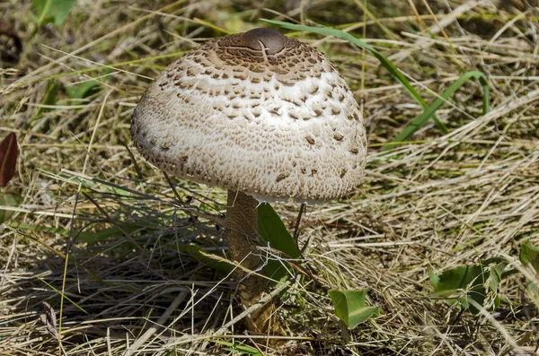 A napernyő gomba, Macrolepiota procera vagy Lepiota procera szántóföldön — Stock Fotó