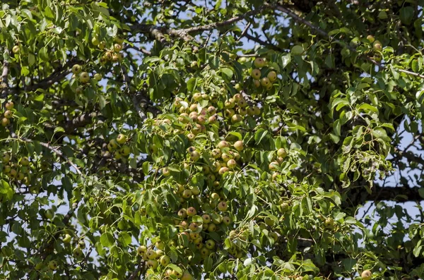 Ramo de árvore de pêra selvagem com frutos de perto — Fotografia de Stock