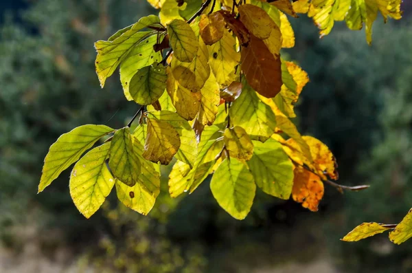 Гілка з сонячної Золотий осіннього листя в гору Вітоша — стокове фото
