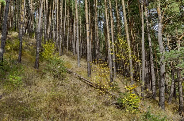 Autumn sunlit forest pine-trees — Stock Photo, Image