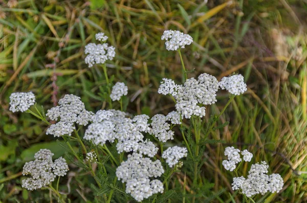 톱 풀 꽃 또는 풀밭에서 Achillea millefolium — 스톡 사진