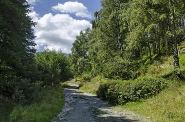 Ekolojik bir yeşil yaz orman yolundan Panoraması