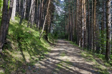 Sonbahar güneşli orman-çamların ekolojik yolu ile
