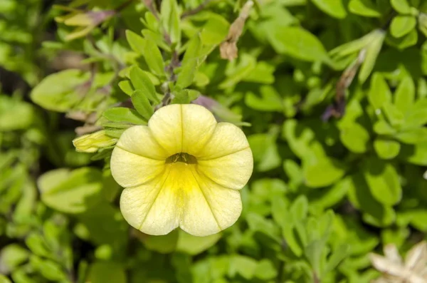 Wild yellow  petunia flower in glade — Stock Photo, Image