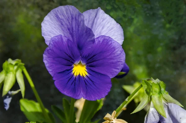 黄色い花粉と空き地での紫パンジー、ビオラ altaica や犬紫花 — ストック写真