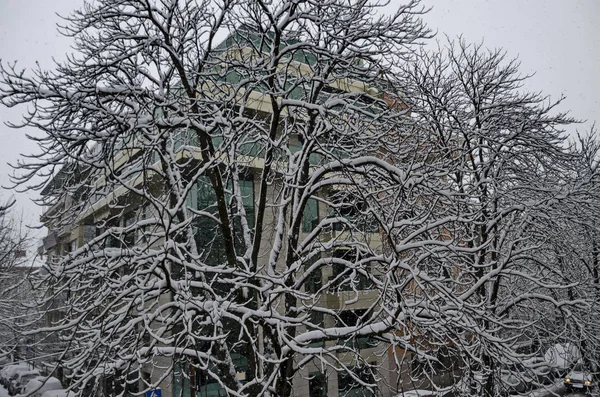 Alle witte onder de sneeuw, winterlandschap op bomen bedekt met zware sneeuw — Stockfoto