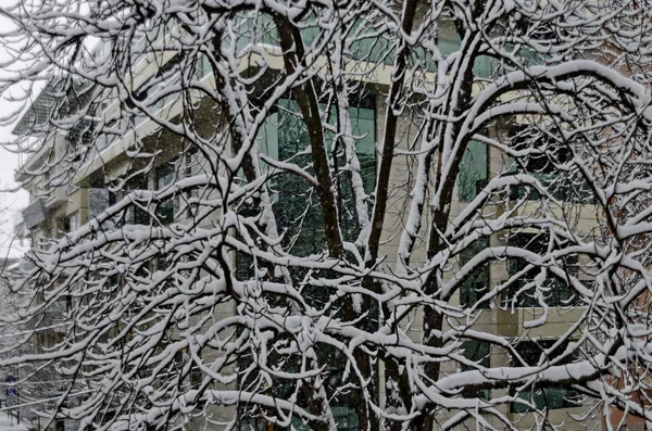 Всі білі під снігом, зимовий пейзаж на деревах, покритих сильним снігом — стокове фото