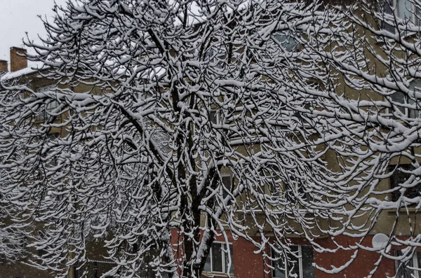 Todo blanco bajo la nieve, paisaje invernal en los árboles cubiertos de nieve pesada —  Fotos de Stock