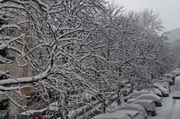 Alla vita under snö, vinter landskap på träd täckta med tung snö och street — Stockfoto