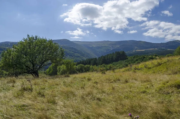 Панорама поляны и зеленого леса на горе Витоша — стоковое фото