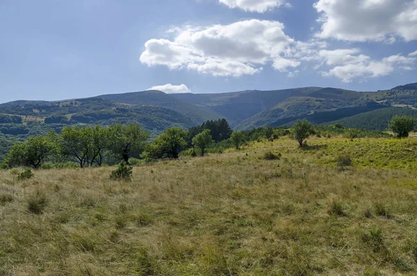 Panorama de la clairière et de la forêt verte dans la montagne Vitosha — Photo