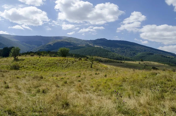 Panorama de la clairière et de la forêt verte dans la montagne Vitosha — Photo