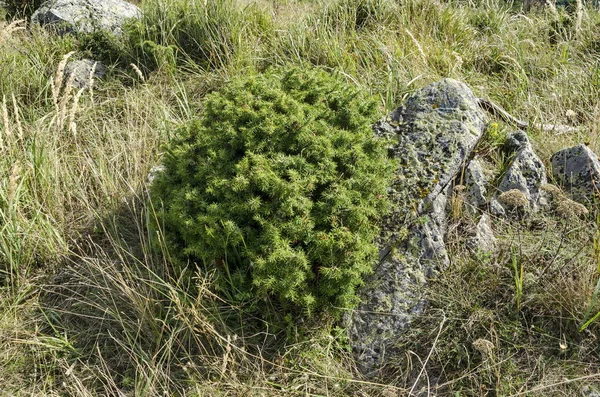 Vista hacia el claro verde con enebro arbusto y gran piedra de la montaña Vitosha —  Fotos de Stock