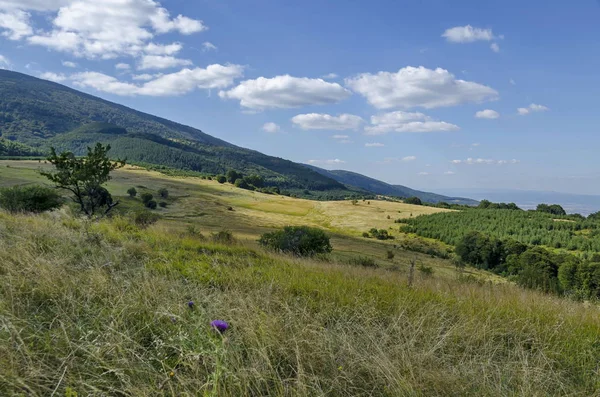 Panorama de forêt de montagne verdoyante et clairière pour le foin dans la montagne Vitosha — Photo