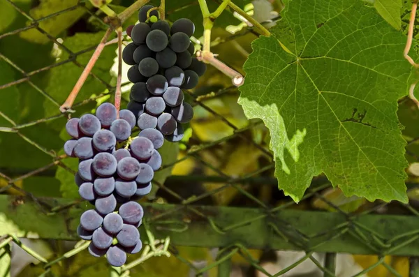 Bouquet de raisins frais mûrs à la vigne — Photo