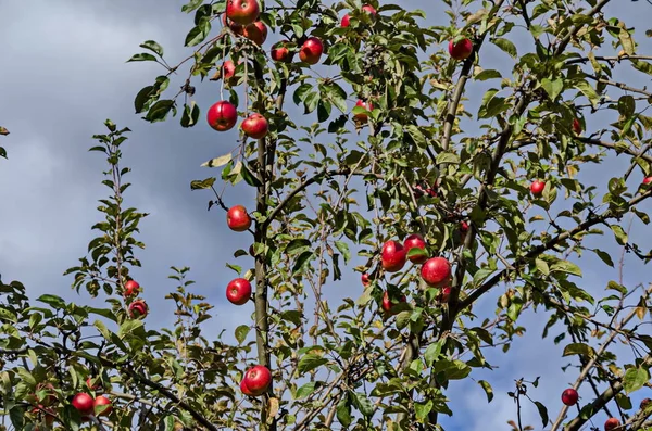 Árvore de maçã e frutas vermelhas no jardim no outono, Sofia — Fotografia de Stock