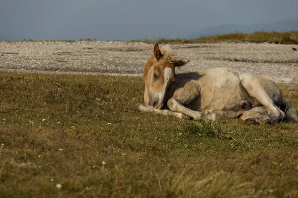 Paisaje de montaña y descanso de caballos de potro salvaje en los Balcanes Centrales —  Fotos de Stock