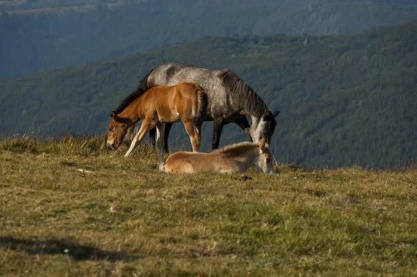 Berglandschaft und Wildpferde im zentralen Balkan — Stockfoto