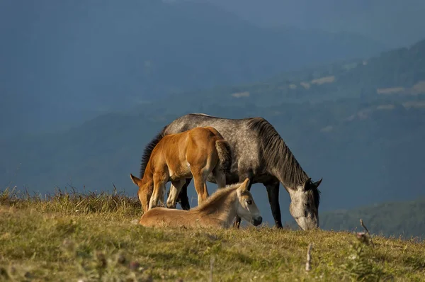 Paisaje de montaña y caballos salvajes en los Balcanes Centrales —  Fotos de Stock