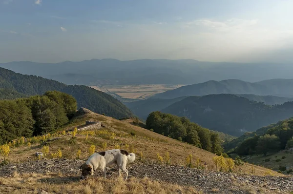 Mountain landscape with mullein or Verbascum flower,and sheep-dog at Central Balkan mountain — Stock Photo, Image