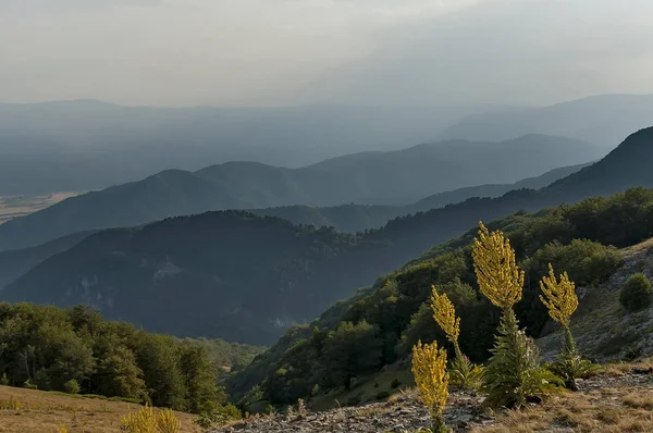 Dağ manzarası, sığırkuyruğu veya Verbascum çiçek Merkezi Balkan Dağları