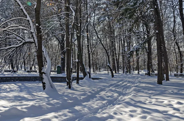 Skyffla nyligen vintern promenad i park — Stockfoto