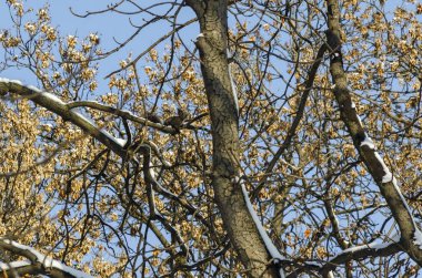 Üst grup ağaçların kış aylarında kar ve oynak sincap ile kaplı dondurma orman