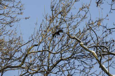 Üst grup ağaçların kış aylarında kar ve oynak sincap ile kaplı dondurma orman